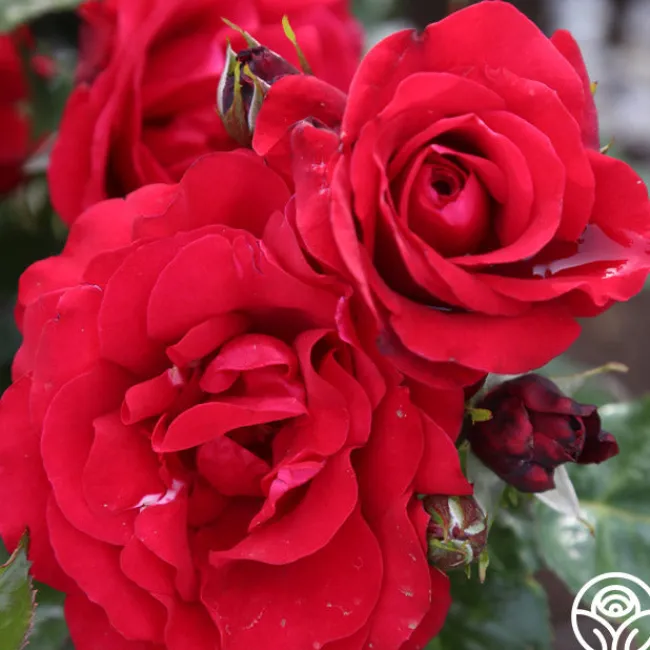 Velvet Abundance™>Heirloom Roses Online