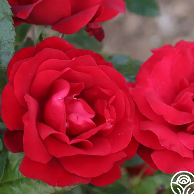 Velvet Abundance™>Heirloom Roses Online