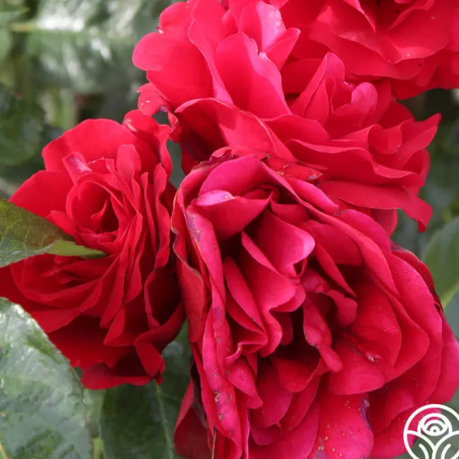 Velvet Abundance™>Heirloom Roses Online