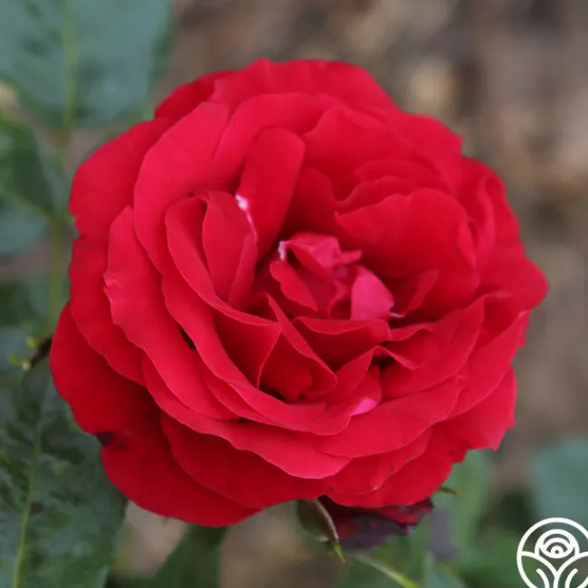 Velvet Abundance™>Heirloom Roses Online