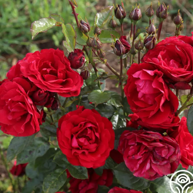 Velvet Abundance™>Heirloom Roses Online