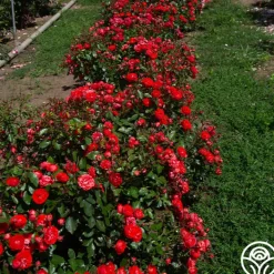 Veranda® Brilliant™><noscript><img width=