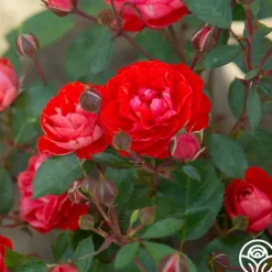 Veranda® Brilliant™><noscript><img width=