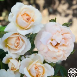 Veranda® Cream><noscript><img width=