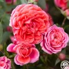 Veranda® Jolie>Heirloom Roses Best