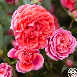 Veranda® Jolie>Heirloom Roses Best