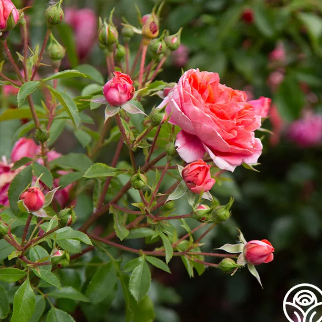Veranda® Jolie>Heirloom Roses Best