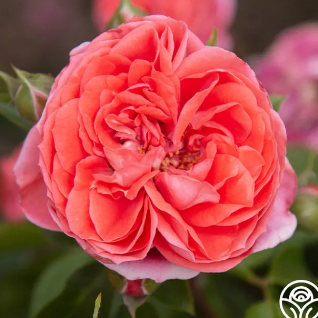 Veranda® Jolie>Heirloom Roses Best