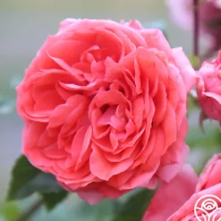 Veranda® Jolie><noscript><img width=