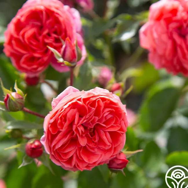Veranda® Jolie>Heirloom Roses Best