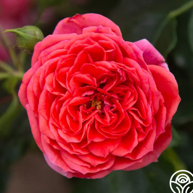 Veranda® Jolie>Heirloom Roses Best