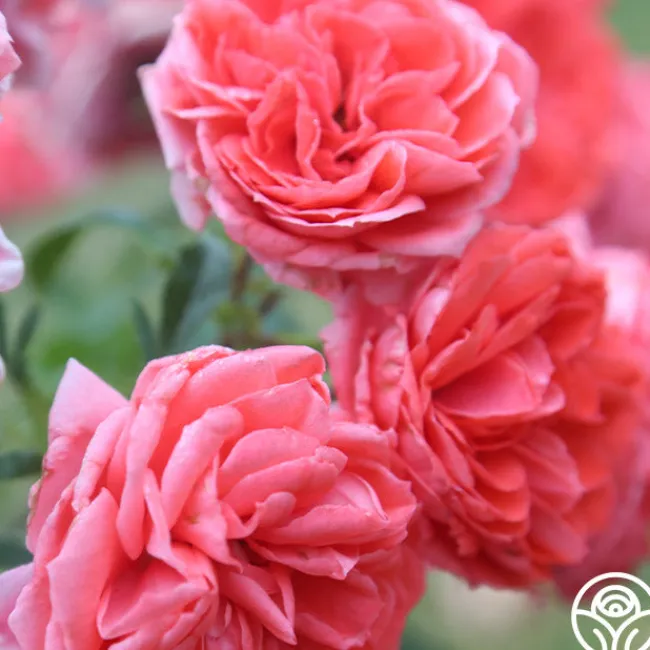 Veranda® Jolie>Heirloom Roses Best
