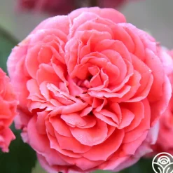 Veranda® Jolie><noscript><img width=