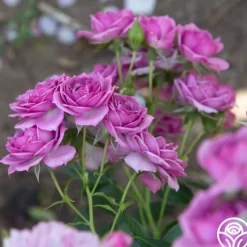 Veranda® Lavender>Heirloom Roses Discount