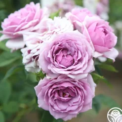 Veranda® Lavender><noscript><img width=