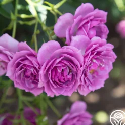 Veranda® Lavender><noscript><img width=