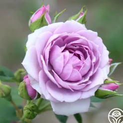 Veranda® Lavender><noscript><img width=