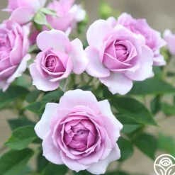 Veranda® Lavender><noscript><img width=