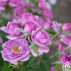 Veranda® Lavender><noscript><img width=