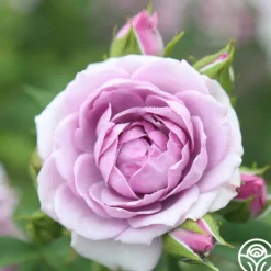 Veranda® Lavender><noscript><img width=