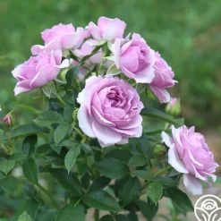 Veranda® Lavender><noscript><img width=