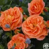 Veranda® Mango>Heirloom Roses New