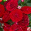 Veranda® Roxanne>Heirloom Roses Discount