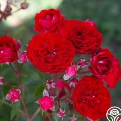 Veranda® Roxanne>Heirloom Roses Discount
