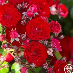 Veranda® Roxanne><noscript><img width=
