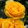 Veranda® Sunbeam>Heirloom Roses Outlet