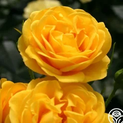 Veranda® Sunbeam>Heirloom Roses Outlet