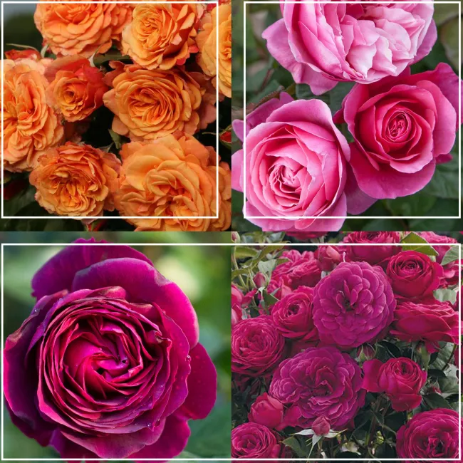 Vibrant Bouquet Collection>Heirloom Roses Best