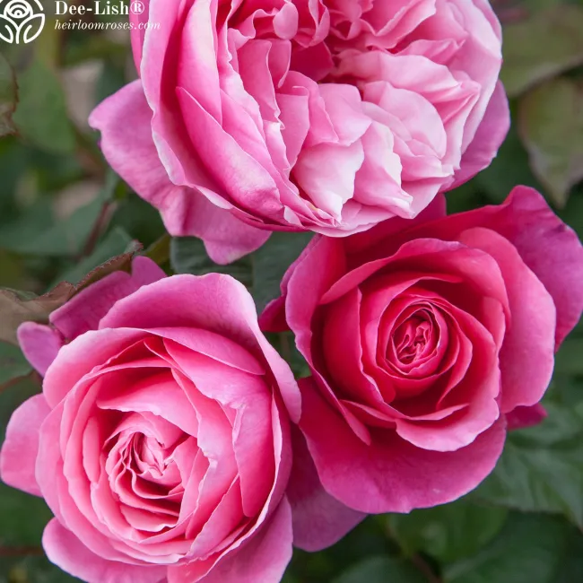 Vibrant Bouquet Collection>Heirloom Roses Best