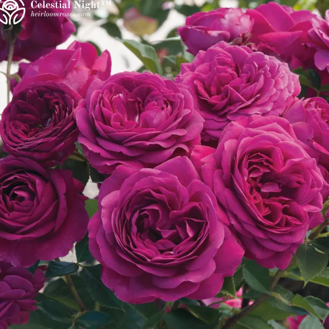 Vibrant Bouquet Collection>Heirloom Roses Best