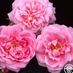 Viking Queen>Heirloom Roses Outlet