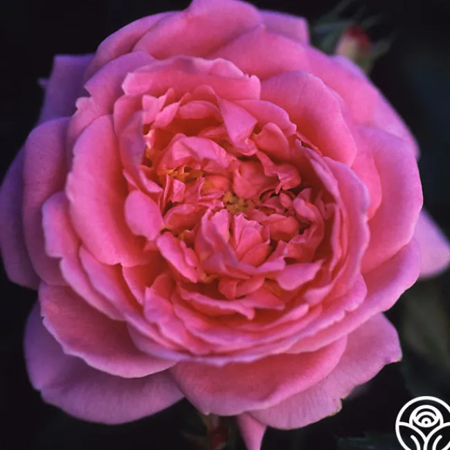 Viking Queen>Heirloom Roses Outlet