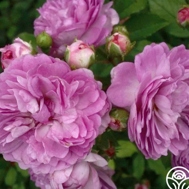 Vineyard Song>Heirloom Roses Discount