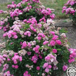 Vineyard Song><noscript><img width=