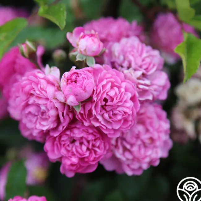 Vineyard Song>Heirloom Roses Discount