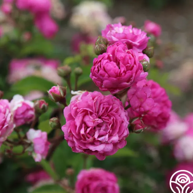 Vineyard Song>Heirloom Roses Discount