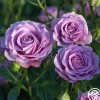 Violet's Pride™>Heirloom Roses Online