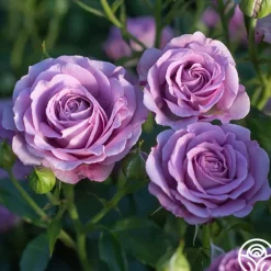 Violet's Pride™>Heirloom Roses Online