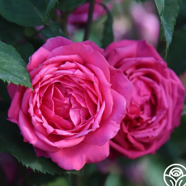Virginia Reel>Heirloom Roses Hot
