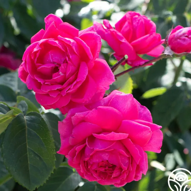 Virginia Reel>Heirloom Roses Hot