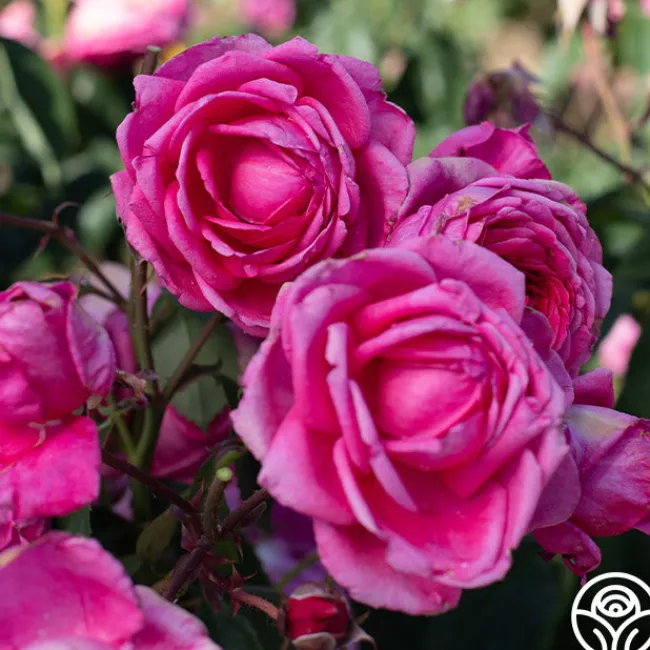 Virginia Reel>Heirloom Roses Hot