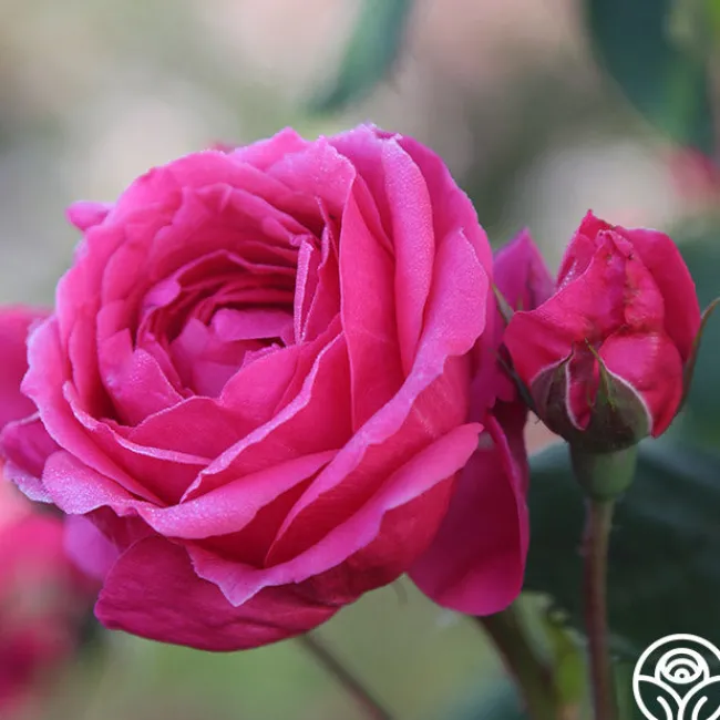 Virginia Reel>Heirloom Roses Hot