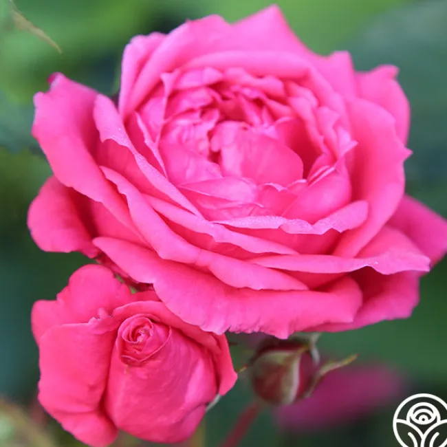 Virginia Reel>Heirloom Roses Hot