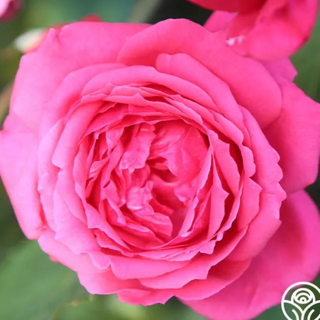 Virginia Reel>Heirloom Roses Hot