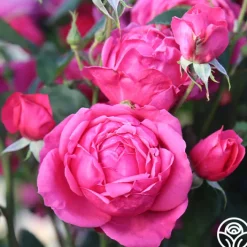 Virginia Reel><noscript><img width=