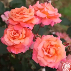 Voodoo™>Heirloom Roses